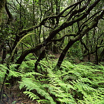 Interior of Garajonay NP, world's largest laurel forest, World Heritage Site, La Gomera island, Canary Islands