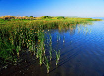 El Garxal wetland habitat landscape, Edlta del abro nature reserve, Tarragona, Catalonia, Spain, Europe