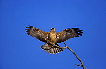 Black kite {Milvus migrans} perched, sunning, Moremi WR, Botswana