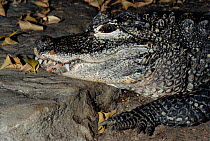 Chinese alligator head portrait {Alligator sinensis}  occurs River Yangtze, China. Critically endangered species