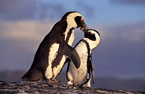 Black fronted penguins {Spheniscus demersus} Boulders Beach, South Africa Jackass male