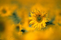 Sunflower abstract {Helianthus annuus}