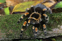 Mexican redknee tarantula spider {Brachypelma smithi} captive, from central america