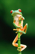 Red eyed treefrog portrait {Agalychnis callidryas} Central America