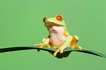 Red eyed tree frog portrait {Agalychnis callidryas}  Central America