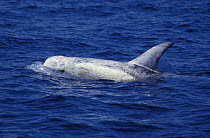 Risso's dolphin at surface {Grampus griseus} Monterey Bay, California, USA May 1999