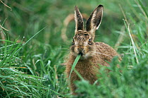 Young European hare leveret in grass {Lepus europaeus} Breckland, Norfolk UK
