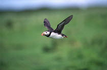 Puffin in flight {Fratercula arctica} Farne Islands, Northumberland, UK, July