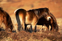 Exmoor ponies on moorland {Equus caballus} Exmoor National Park, Devon, England, UK
