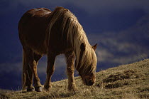 Wild Highland pony grazing (Equus caballus) Isle of Rum, Scotland, UK