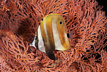 Orange banded coralfish {Coradion chrysozonus} Sulawesi, Indonesia