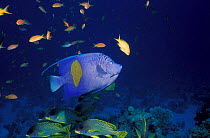 Yellowbar angelfish {Pomacanthus maculosus} Egypt, Red Sea