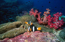 Clark's anemonefish {Amphiprion clarkii} spawning pair, Richelleux Rock, Andaman Sea, Thailand