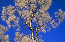 Hoar frosted Silver birch trees {Betula pendula} Kalmhoutse Heide, Belgium, Europe