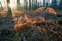 Autumnal sunrays fall on frosty ferns in woodland, Peerdsbos, Brasschaat, Belgium, Europe