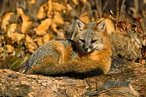 Eastern grey fox curled up (Urocyon cinereoargenteus) Kettle River, Minnesota, USA