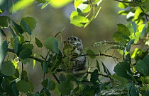 Siberian flying squirrel {Pteromys volans} in tree feeding, Nurmo, Finland, Europe.