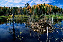 American beaver lodge in lake {Castor canadensis} Michigan, USA