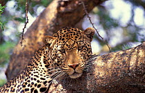 Leopard portrait in tree {Panthera pardus} Masai Mara National Reserve Kenya E Africa