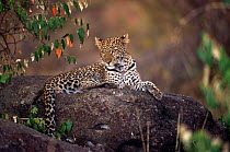 Young Leopard on rock {Panthera pardus} Masai Mara GR, Kenya