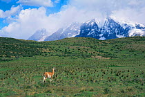 Solitary Guanaco {Lama guanicoe} walking in grassland, Torres del Paine NP, Chile, South America