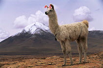 Domesticated Llama {Lama glama} with snow capped volcano om background,  Quetena River Valley, SW Bolivia
