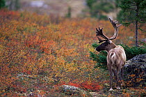 Male Caribou / Reindeer {Rangifer tarandus} northern Quebec, Canada, September