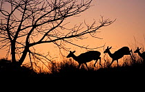 Nyala ewe (left) & Impala ewes at dusk, Winter, Phinda Resource Reserve, South Africa