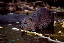 American beaver gnawing on wood {Castor canadensis} captive, USA