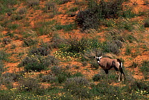 Gemsbok and desert in bloom {Oryx gazella gazella} Kgalagadi Transfrontier Park, South Africa