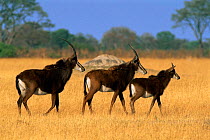 Family of Sable antelope {Hippotragus niger} Hwange NP, Zimbabwe, Southern Africa