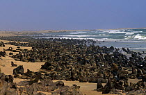 Cape fur seal colony {Arctocephalus pusillus pusillus} Cape Frio, Namibia, Southern Africa.