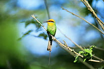 Adult Boehm's bee-eater {Merops boehmi} Shire River, Liwonde National Park, Malawi