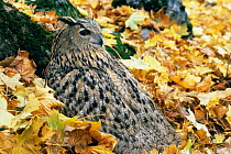 Tired South european eagle owl {Bubo bubo interpositus} on ground amongst leaves, Russia.