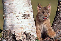 Bobcat kitten in tree, portrait captive {Felis rufus} Western USA