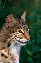 Bobcat {Felis rufus} captive, Florida subspecies, USA