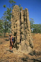 Cathedral termite mound {Nasutitermes triodiae} with woman standing next to it for size. Kakudu NP, NT, Australia
