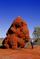 Large Termite mound, Northern territory, Australia - with person for scale, huge, enormous
