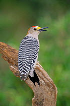 Golden fronted woodpecker  {Melanerpes aurifrons} rear view of male calling, Texas, USA.