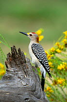 Golden fronted woodpecker {Melanerpes aurifrons} Texas, USA
