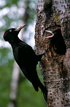 Black woodpecker {Dryocopus martius} at nest hole with chick begging, Sweden