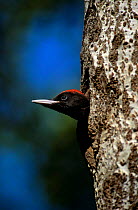 Black woodpecker male {Dryocopus martius} looking out of nest hole, Stelvio NP, Alps, Italy