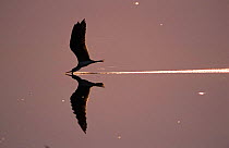 African skimmer skimming {Rynchops flavirostris} Chobe NP, Botswana
