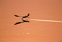 African skimmer {Rynchops flavirostris} skimming across water surface, Chobe NP, Botswana