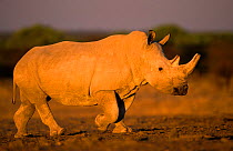 White rhinoceros walking {Ceratotherium simum} Etosha NP, Namibia