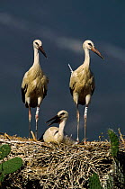 White stork chick and adults at nest {Ciconia ciconia}  Spain