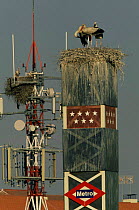White stork nest on transmitting towers {Ciconia ing ciconia} Spain.