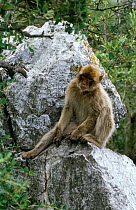 Barbary ape {Macaca sylvanus} Gibraltar
