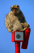 Barbary ape {Macaca sylvanus} sitting on tourist telescope, Gibraltar