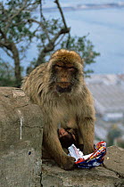 Barbary ape suckling young investigates litter {Macaca sylvanus} Gibraltar